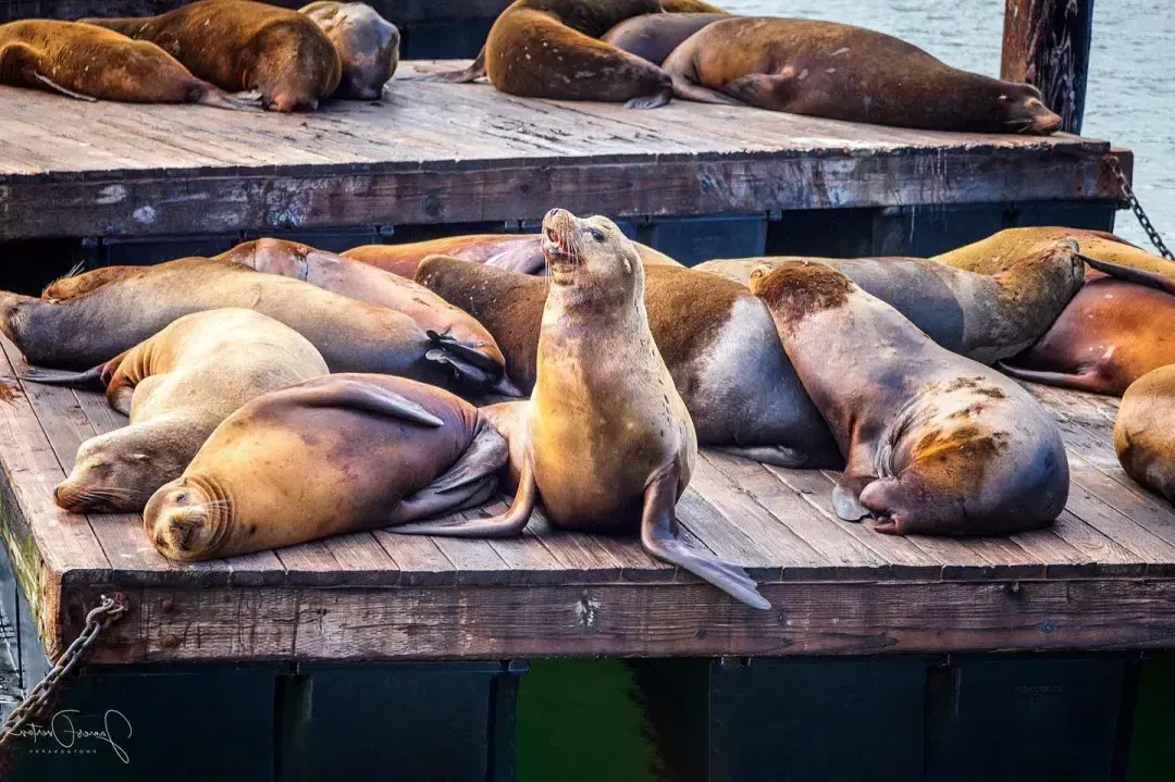 在PIER 39的K Dock休息的海狮