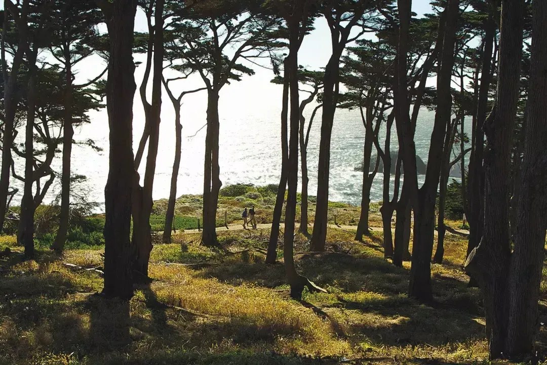 Gli escursionisti camminano lungo una sezione boscosa del Lands End Trail, con l'Oceano Pacifico sullo sfondo.