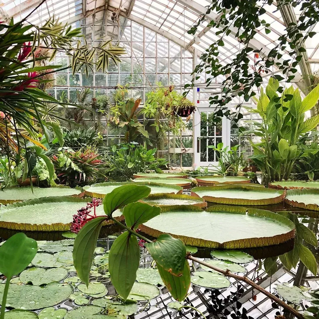 科幻动物花园(Image of interior of SF Botanical Garden)，巨人lilypads 