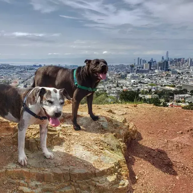 Cani in cima a Corona Heights