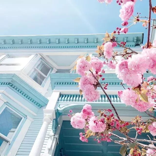 Fleurs de cerisier devant un victorien