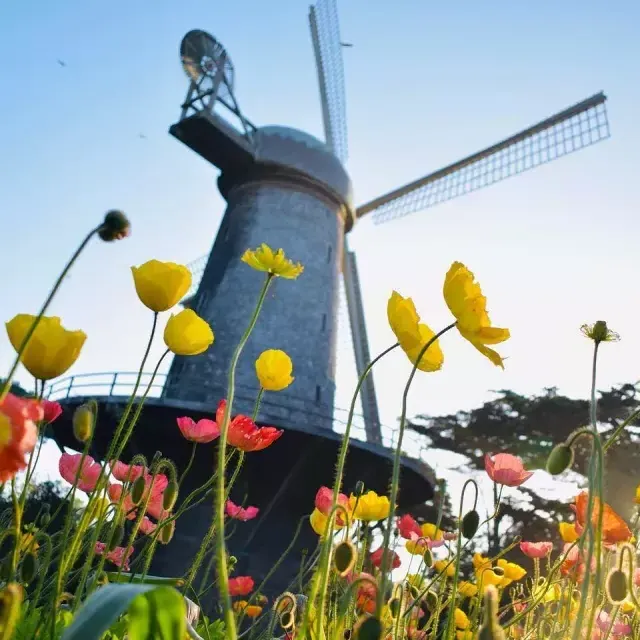 골든 게이트 공원(Golden Gate Park)의 유명한 풍차 아래에는 튤립이 피어 있습니다.